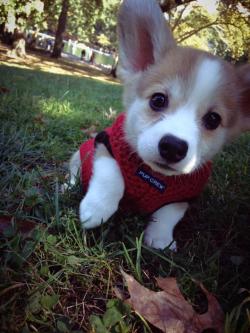 awwww-cute:  Meet Aster, our 8 week old corgi!