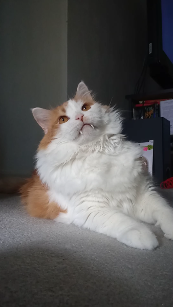 teef 📷 by LunaMay196