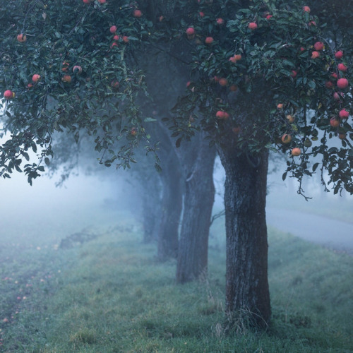 elvenforestworld: Apple Tree / Fog by Rudolf Vlček