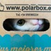 kilgorezouzou:Zouzou in a box
