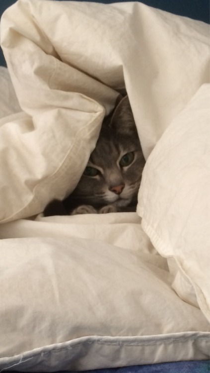 sologatos:cuteness–overload:Went to put my doona cover back on and found her like this. I wait