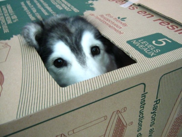 unamusedsloth:  Husky raised by cats, view more images here. 