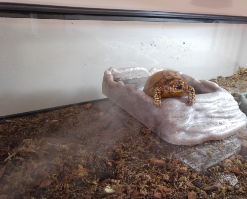 justnoodlefishthings:wimmmmpod:he emergewe get it your tortoise vapes stop shoving it in our facesEX