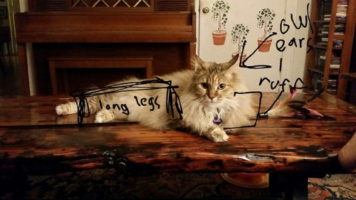 I made a helpful guide to identifying breed traits of a Norweigan Forest Cat