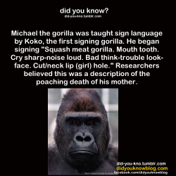 venipede:  osteophagy:  endcetaceanexploitation:  Washoe was a chimp who was taught sign language. One of Washoe’s caretakers was pregnant and missed work for many weeks after she miscarried. Roger Fouts recounts the following situation: &ldquo;People