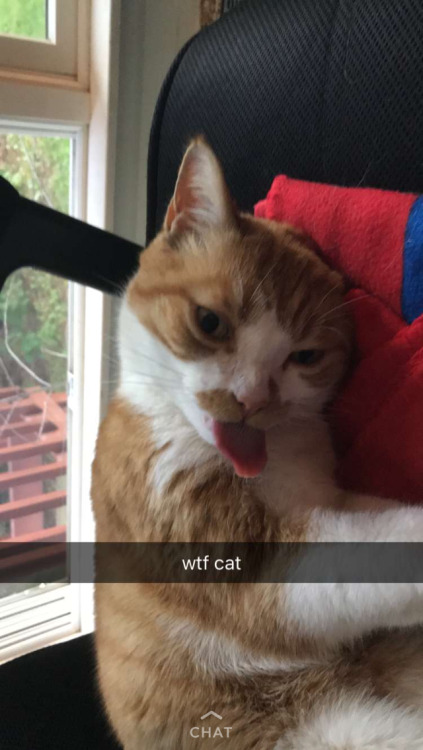 that’s a big blep(submitted by @cutegirlonline)