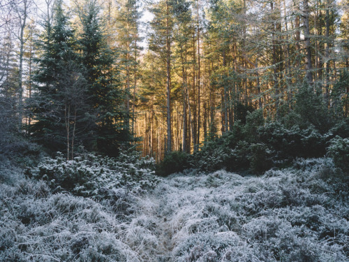 Frosty golden hours in the Cairngorms National Park, Scotland.