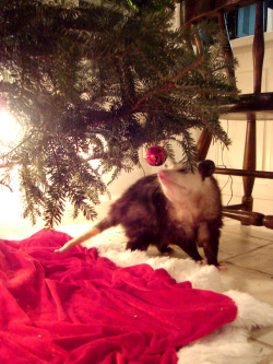 possumtree:  Maypop checks out the Christmas