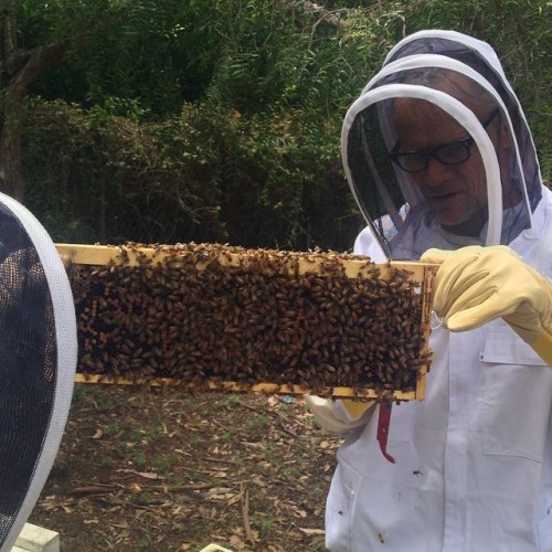 jasonfnsaint:Flea’s Got Bees[August 16th, 2015]Honeybee colonies in the United States are currently 