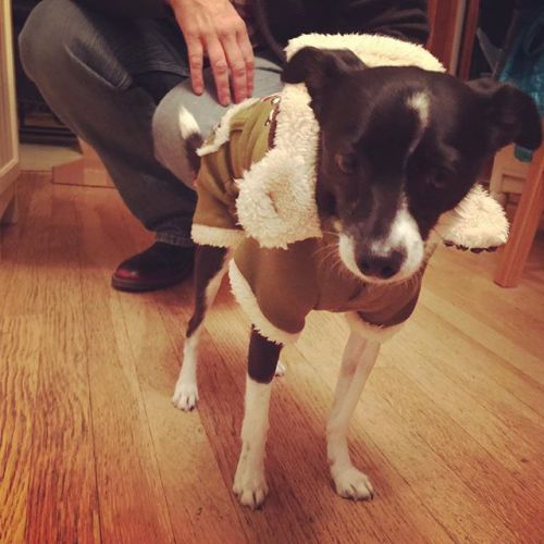 Studio mascot, Buddy Barker, showing off his new Flying Ace jacket! 