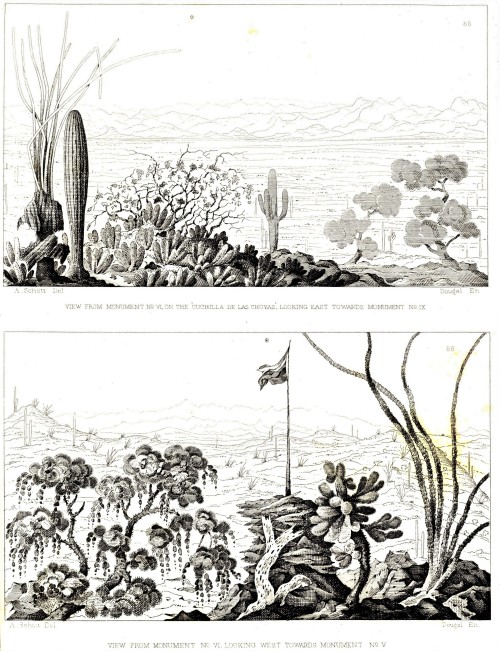 Science SaturdayCacti along the U.S.-Mexican BorderFrom 1848 to 1855, the United States conducted a 