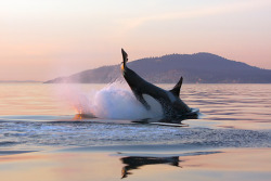 orcasorcas:  Killer Whale Lobtailing In Pacific Ocean At Dusk By Brandon Cole 