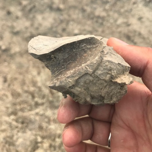 stealth-science:I went fossil hunting through the Pierre Shale in Pueblo, Colorado for Baculites. Th