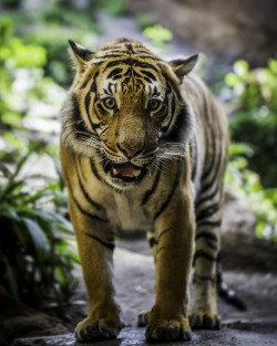 sdzoo:  The beautiful, striped coat and that powerful, mesmerizing gaze make the tiger one of the world’s most revered animals. It’s a reverence that’s mixed with a bit of fear, an appropriate reaction to a large, well-muscled, swift hunter with