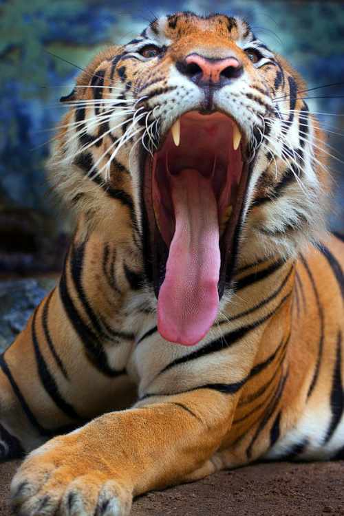 ilaurens:  Yawning - By: Ye Tun 