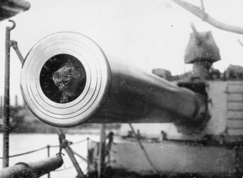 georgy-konstantinovich-zhukov:Togo the cat was a mascot of the HMS Dreadnought.(IWM)