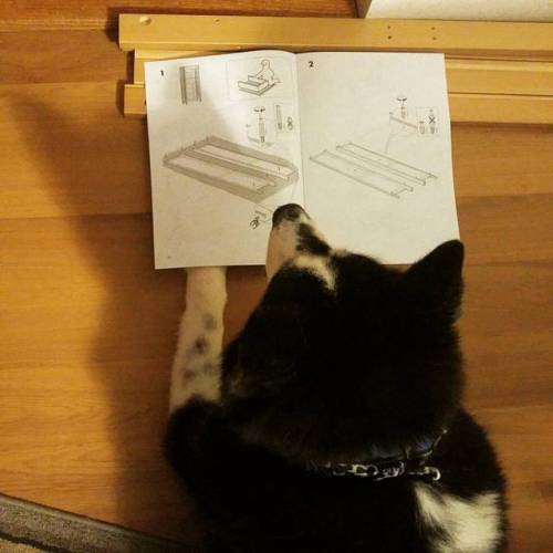 Helo is doing a great job of supervising the build! We&rsquo;d be totally lost without his caref