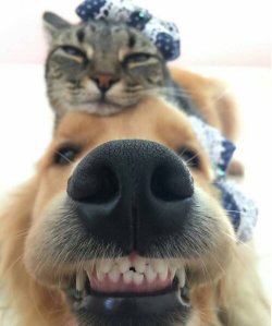 endless-puppies:  What a happy friendship