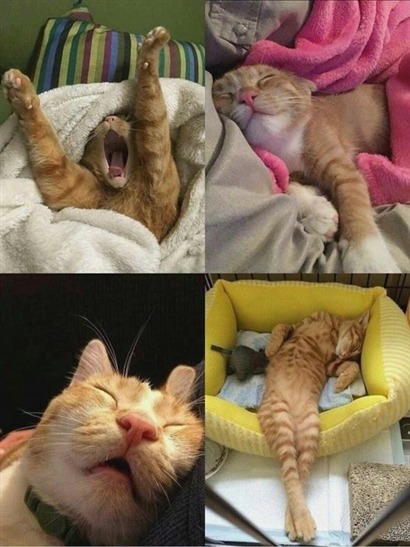 catscharm:Sunday mood.@catscat111 reminds me of your cat!!!