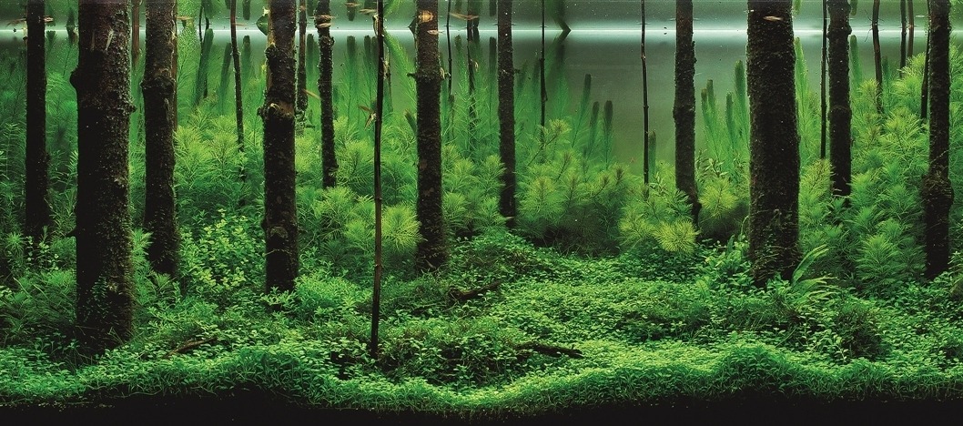 pocketpenniless:  Phenomenal aquarium designs! 