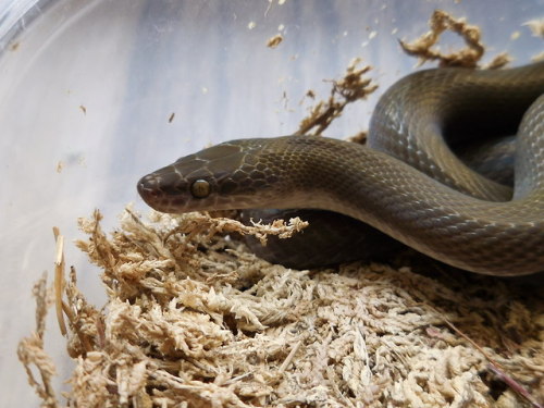 the-long-dog:Hey guys look at my miniature olive python I mean African house snake.