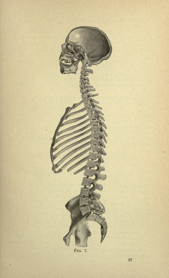 Fig. 7.Median Section Through The Skeleton Of A Full Grown Man. Atlas And Epitome Of Diseases Of Children.