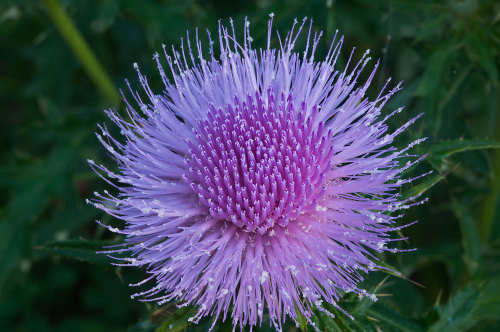 sullenmoons:Blooming thistle (Cirsium engelmannii) 