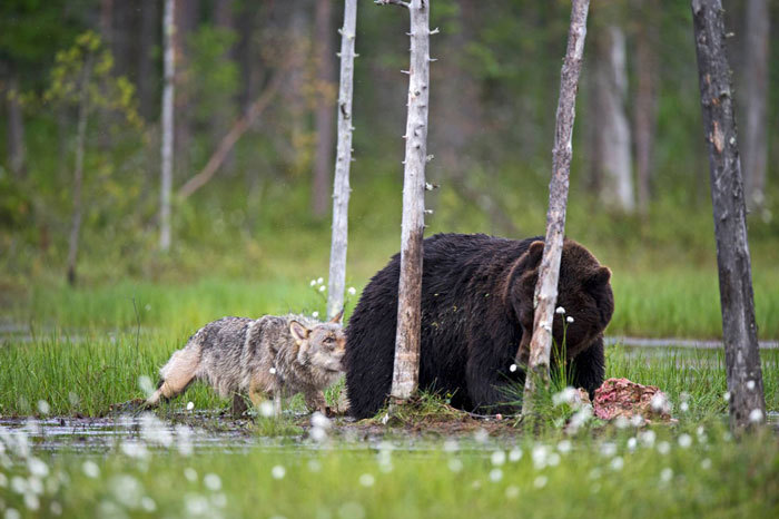 m-e-d-i-e-v-a-l-d-r-e-a-m-s:  Unusual Friendship Between Wolf And Bear  Documented