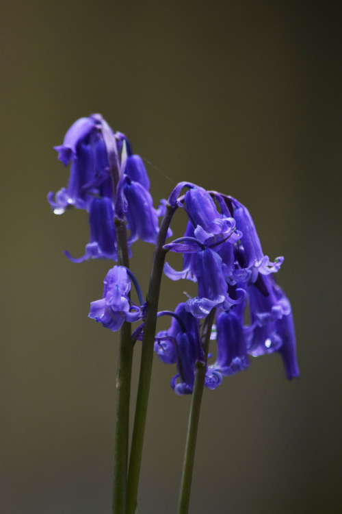 Kinclaven Bluebell Wood, Perthshire, ScotlandIt was quite a delight to walk through these woods and 