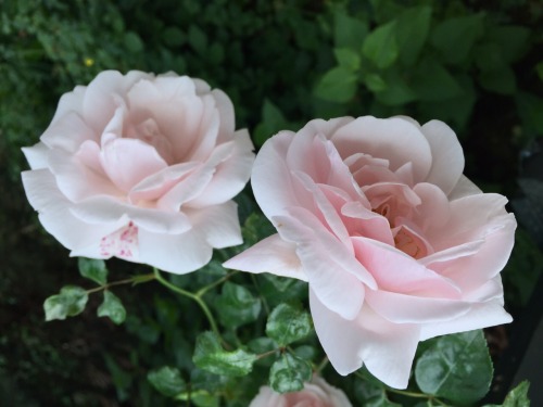 kryptum: Spending time with neoun and taking pics of roses in my garden 28.5.2015