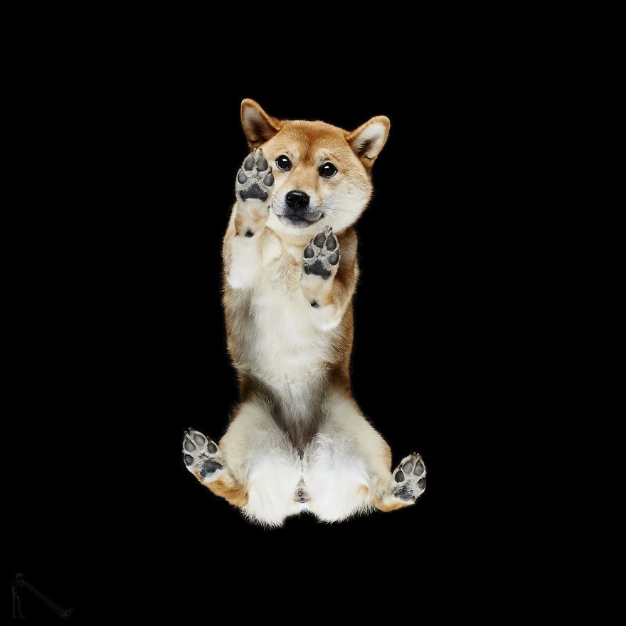 transvegetarian:  culturenlifestyle: Photographer Captures the Underbelly of Dogs