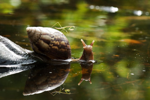 Porn photo welele:  Una mantis cabalgando un caracol,