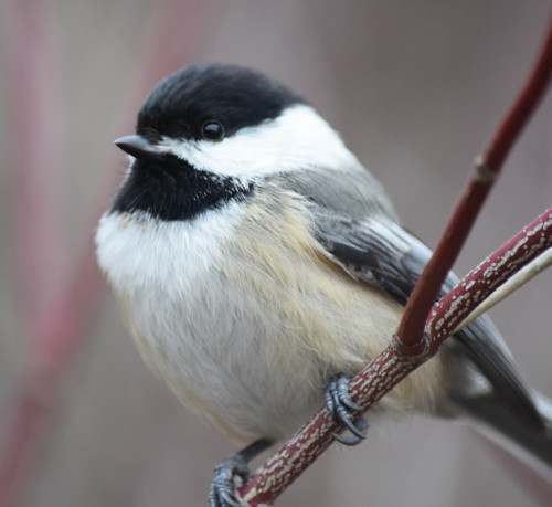 The most adorable little brainiac! Chickadees may be tiny (only 11 grams!), but there’s a surp