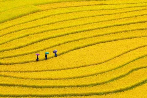 allasianflavours:   Terraced rice fields in Yen Bai, Vietnam on ShutterStock