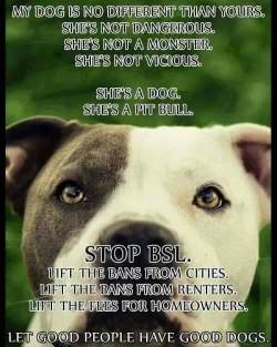 #word #wordsofwisdom #dogsofinstagram #pitbullmum #pitbulladvocate #endbsl #stopjudging #antibsl #bslsucks #ItsRayningPits #RaynesHouse #teamfloppyears #rednose #bluenose #pitsofig #staffiesdaily by leah__hanna