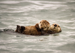 dailyotter:  Protective Sea Otter Mother