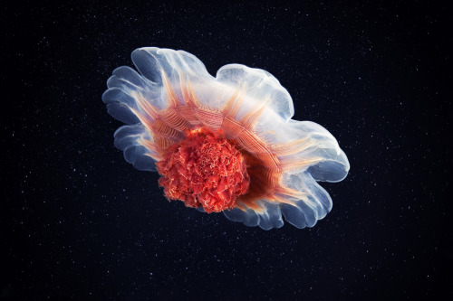 geometrymatters:  Jellyfish Space  Jellyfishes are completely extraterrestrial beings. Graceful, dangerous, beautiful. They hover in the water slowly waving their dome and spreading long tentacles in huge volume. © Alexander Semonov http://clione.ru/