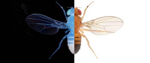 (Image caption: Dopamine helps animals like the fly Drosophila melanogaster to classify good and bad