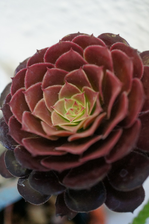 flora-file:
“flora-file:
“ Succulents in my Garden - 6/21/14 - Solstice (by flora-file)
”
6 months ago. Happy winter solstice.
”