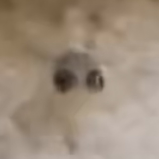 verrucosus:quit staring at me with those big ol eyes