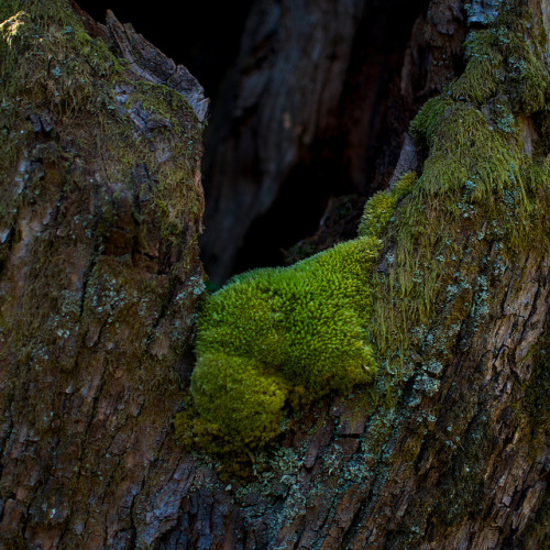 Moss by marcorecuero_fotos on Flickr.