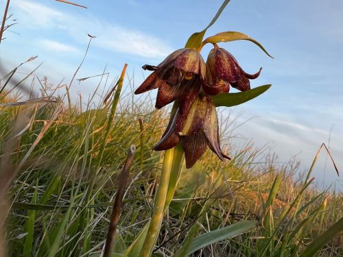 #FritillariaBiflora / #ChocolateLily. I’m in love. But there’s bad news. These grow in Wright’s Fi