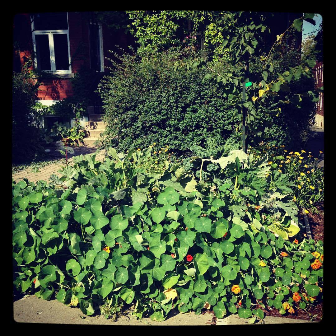 Jardinet en façade. Généreux au-delà de nos attentes! #agriculture_urbaine #Montréal