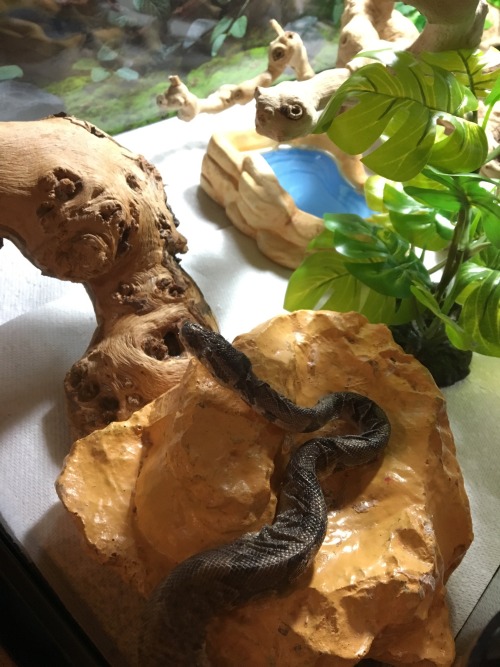 wheremyscalesslither: snoodlysneks: snek-snak: He’s going into shed, so he’s a bit crink