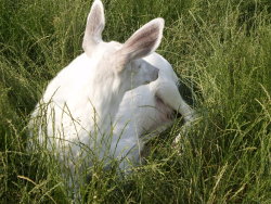 aquiraxuno: Albino Deer