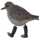 bizarrebirds avatar