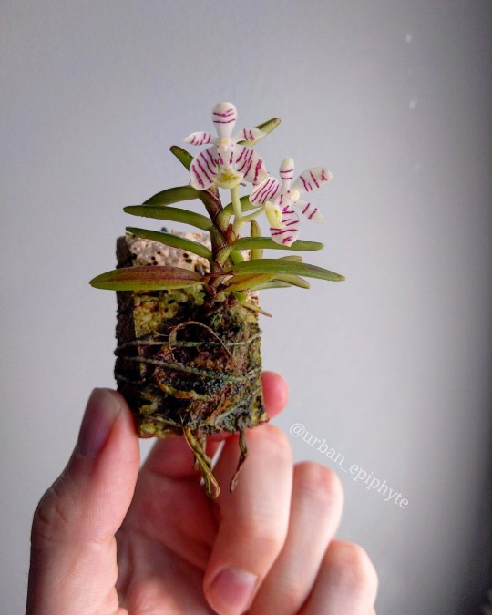 porroglossum | Explore Tumblr Posts and Blogs | Tumpik