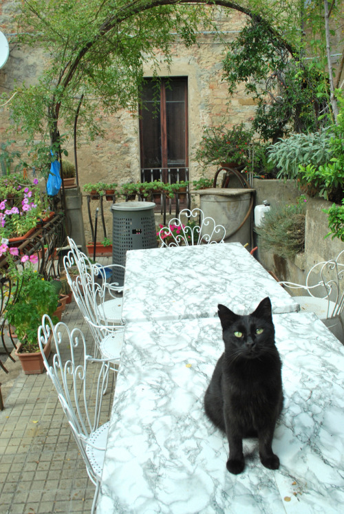 Friendly Black Cat - Cortona, Italy (by rootcrop54)