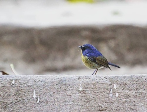 Snowy-browed Flycatcher (Ficedula hyperythra) #bird #birdsofinstagram #birdwatching #instabird #natu