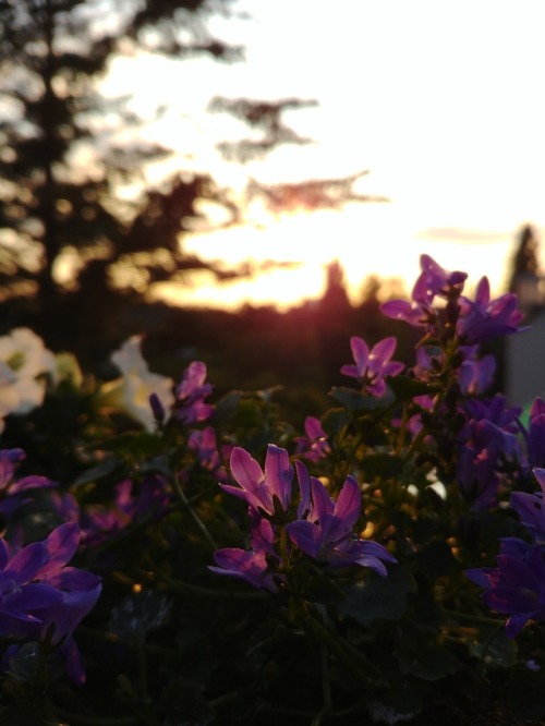 Sunset and the flowers by 90377Instagram | Etsy Shop